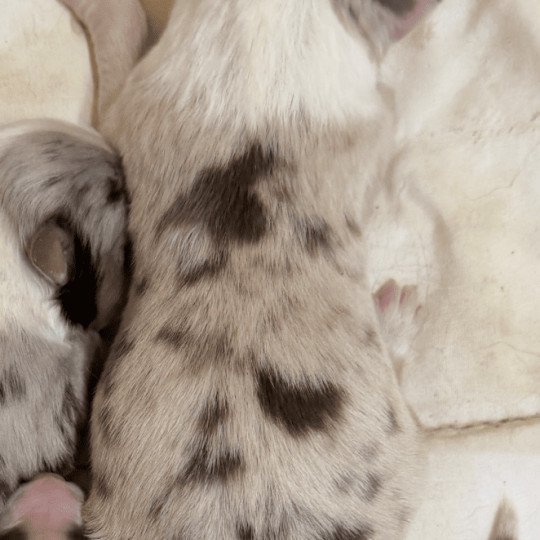 chiot Berger australien rouge merle chiot 6 Berger australien des fauminards