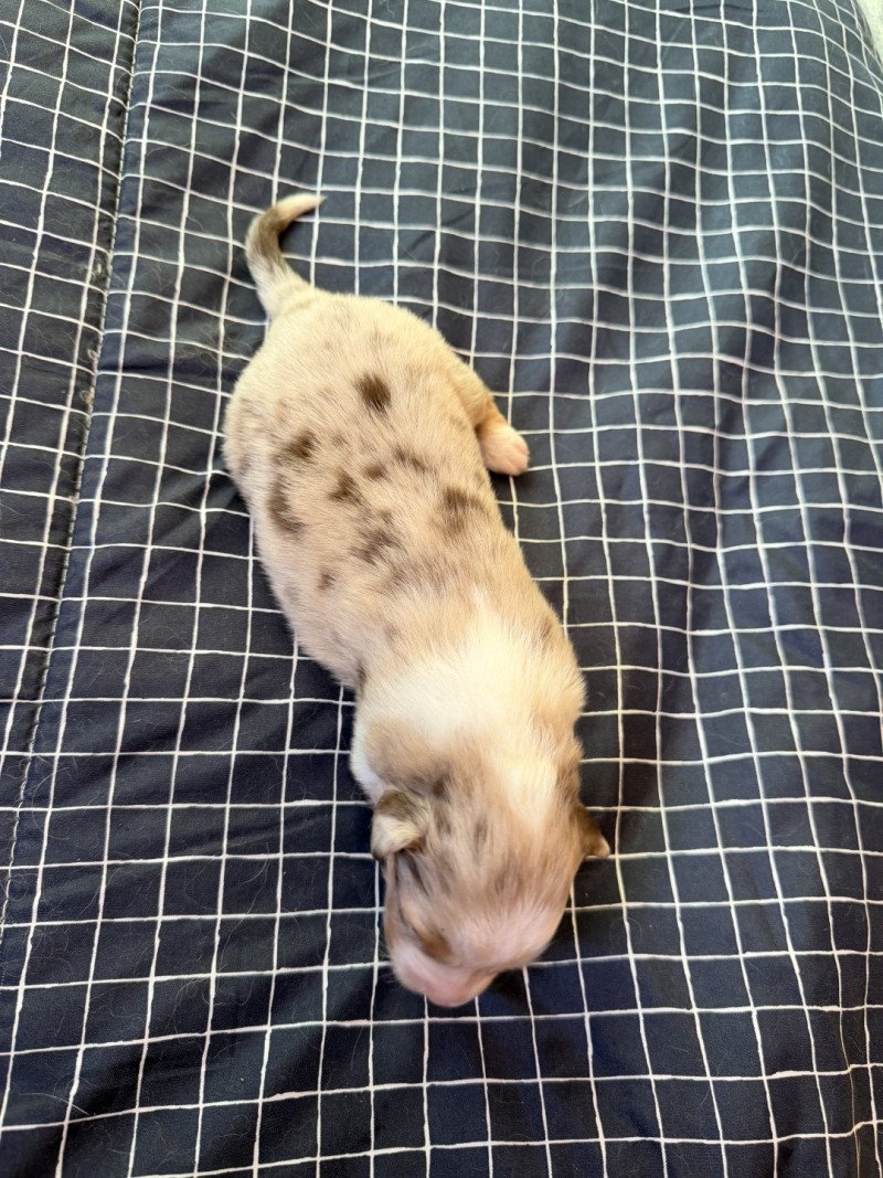 chiot 6 des fauminards Femelle Berger australien