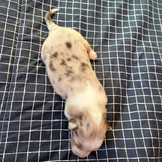 chiot 6 des fauminards Femelle Berger australien