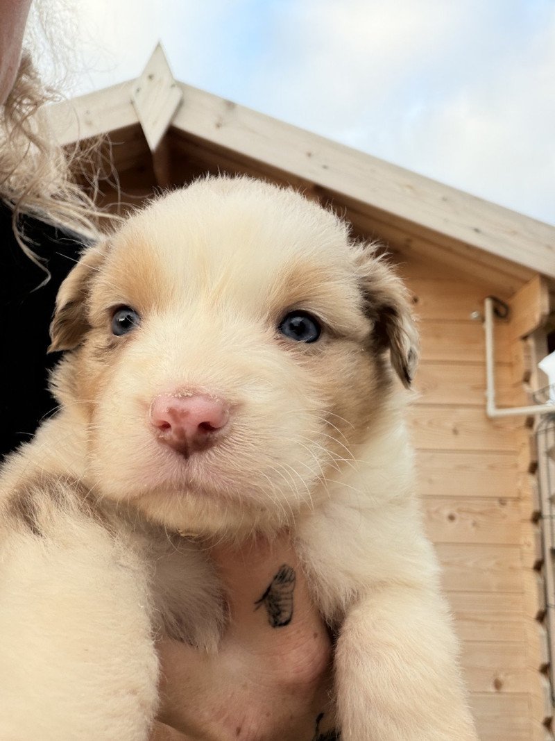 ABYSSE des fauminards Femelle Berger australien