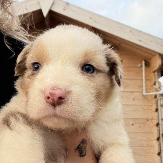 chiot Berger australien rouge merle chiot 6 Berger australien des fauminards