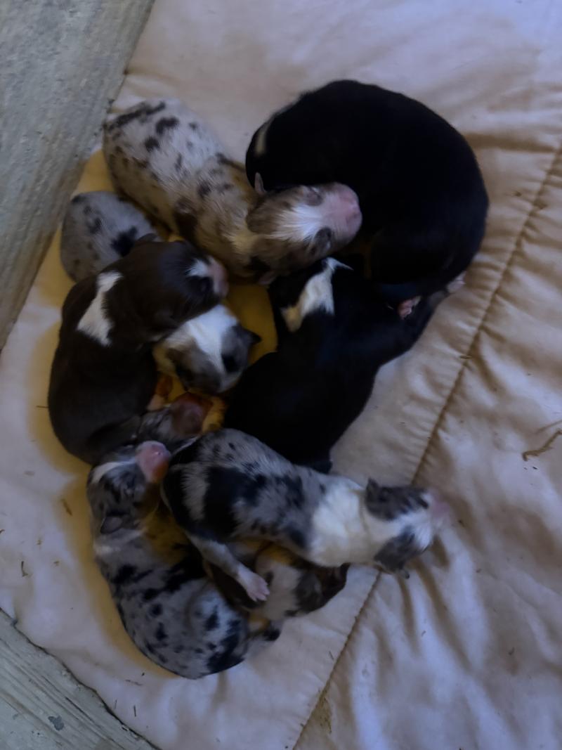 chiot 6 des fauminards Mâle Berger australien