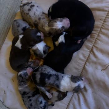 chiot Berger australien rouge tricolore chiot 6 Berger australien des fauminards