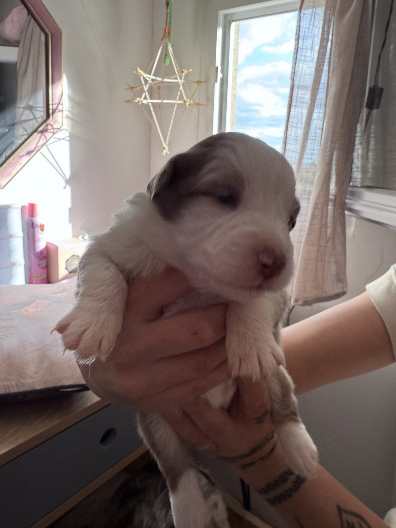 Chiot 6 des Fauminards Femelle Berger australien