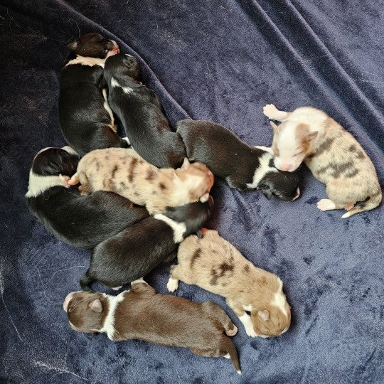 chiot Berger australien ROUGE TRICOLORE CHIOT 6 Berger australien des fauminards