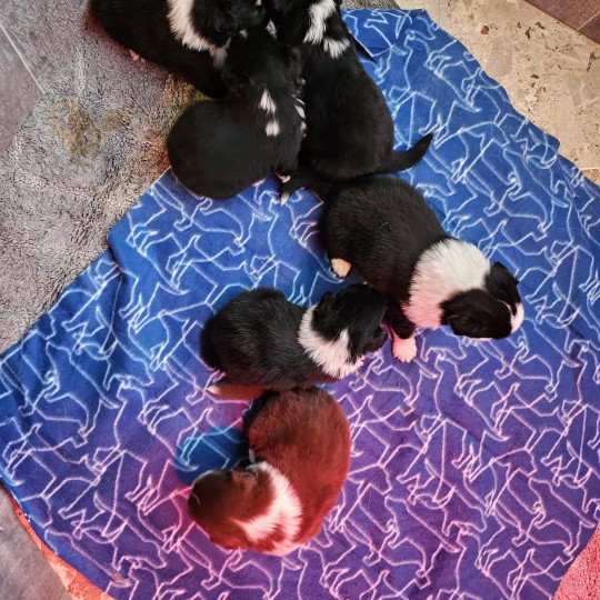 chiot Berger australien ROUGE TRICOLORE CHIOT 6 Berger australien des fauminards