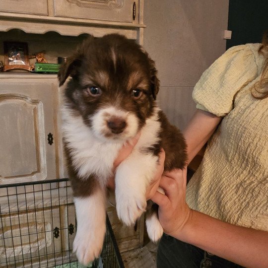 CHIOT 6 Mâle Berger australien
