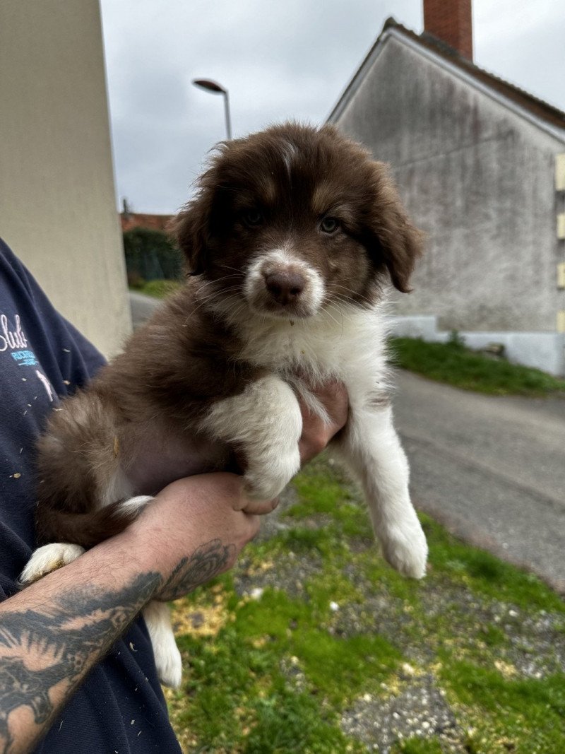 Usko Mâle Berger australien