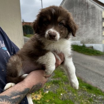 chiot Berger australien ROUGE TRICOLORE CHIOT 6 Berger australien des fauminards