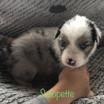 chiot Berger australien bleu merle chiot 7 Berger australien des fauminards