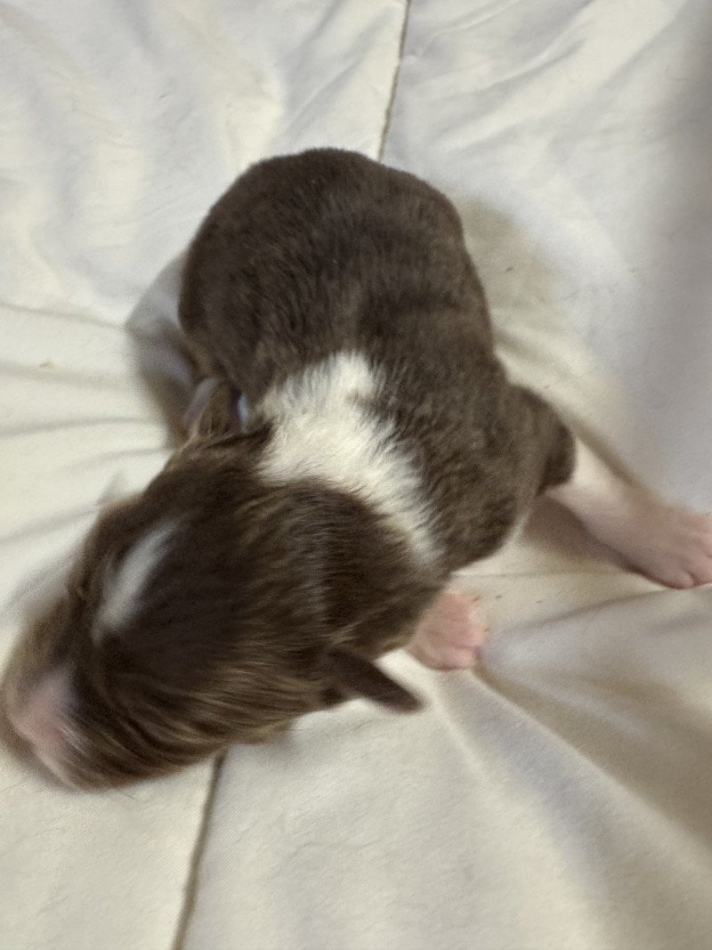 VANILLE Femelle Berger australien