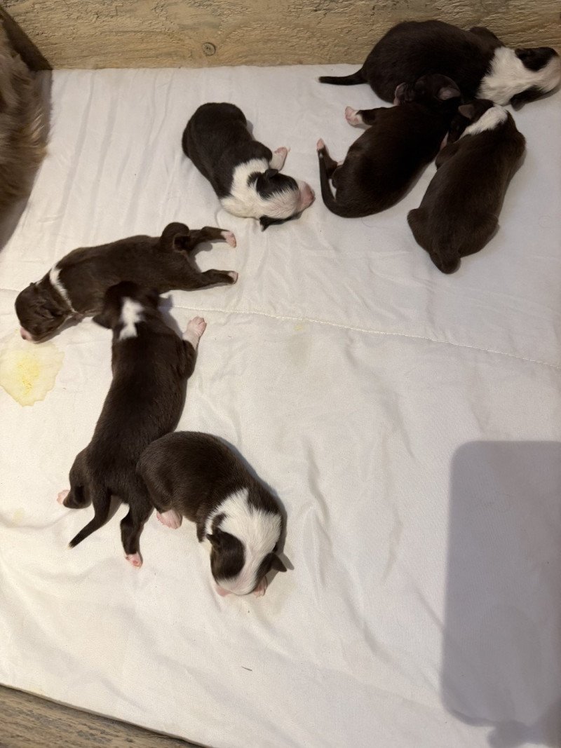 chiot 7 des fauminards Femelle Berger australien