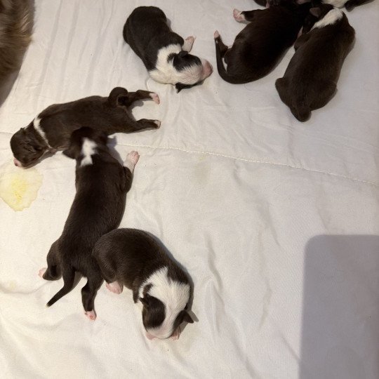 chiot Berger australien rouge tricolore chiot 7 Berger australien des fauminards