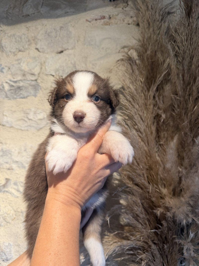 chiot 7 Femelle Berger australien