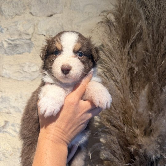 chiot 7 des fauminards Femelle Berger australien