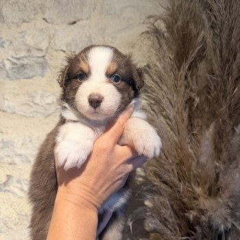chiot Berger australien rouge tricolore chiot 7 Berger australien des fauminards