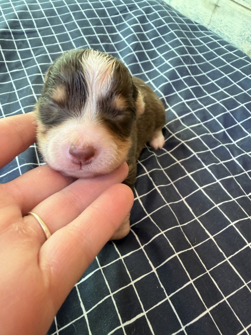 chiot 7 des fauminards Mâle Berger australien