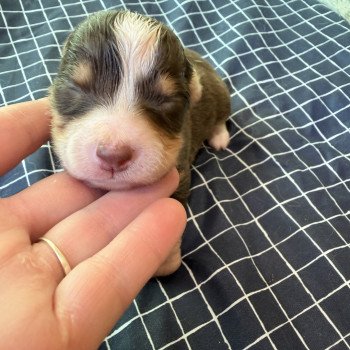 chiot Berger australien rouge tricolore chiot 7 Berger australien des fauminards chiot Berger australien rouge tricolore chiot 7 Berger australien des fauminards