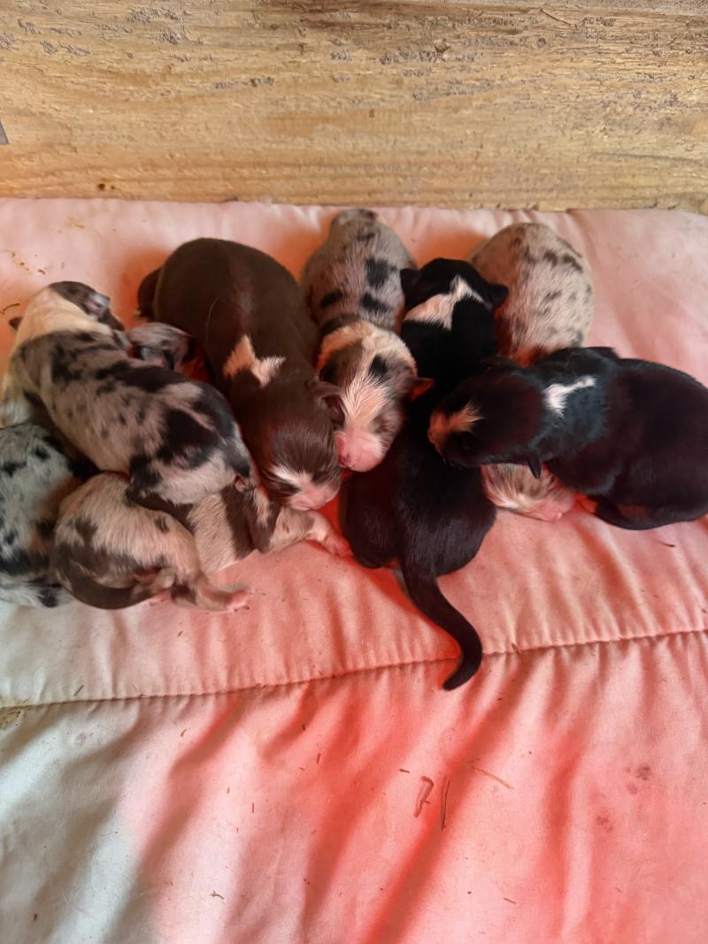 chiot 7 des fauminards Femelle Berger australien