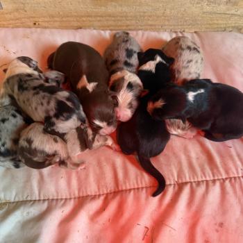 chiot Berger australien noir tricolore chiot 7 Berger australien des fauminards