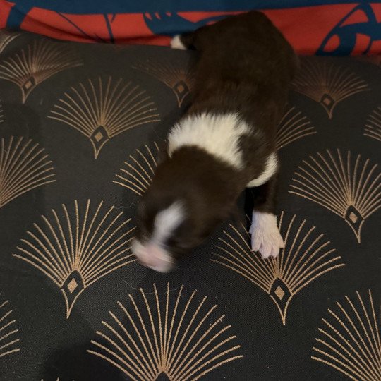 chiot Berger australien Rouge tricolore Chiot 7 des Fauminards Berger australien des fauminards