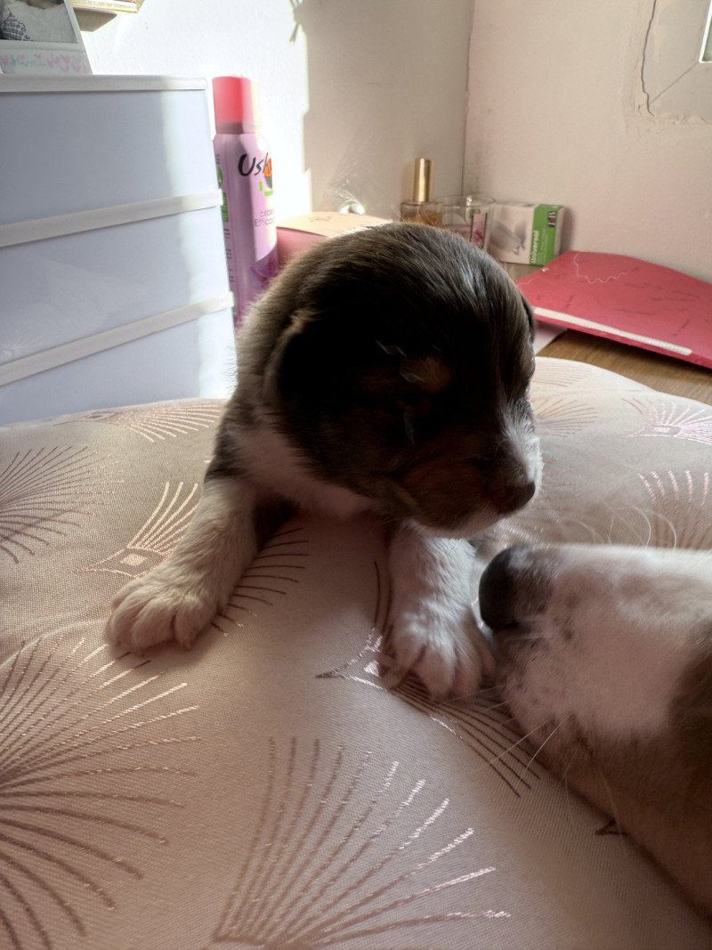 Chiot 7 des Fauminards Mâle Berger australien