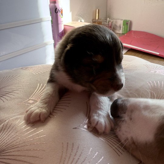 chiot Berger australien Rouge tricolore Chiot 7 des Fauminards Berger australien des fauminards