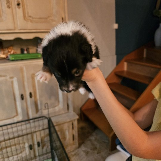 CHIOT 7 Mâle Berger australien