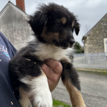 chiot Berger australien NOIR TRICOLORE CHIOT 7 Berger australien des fauminards