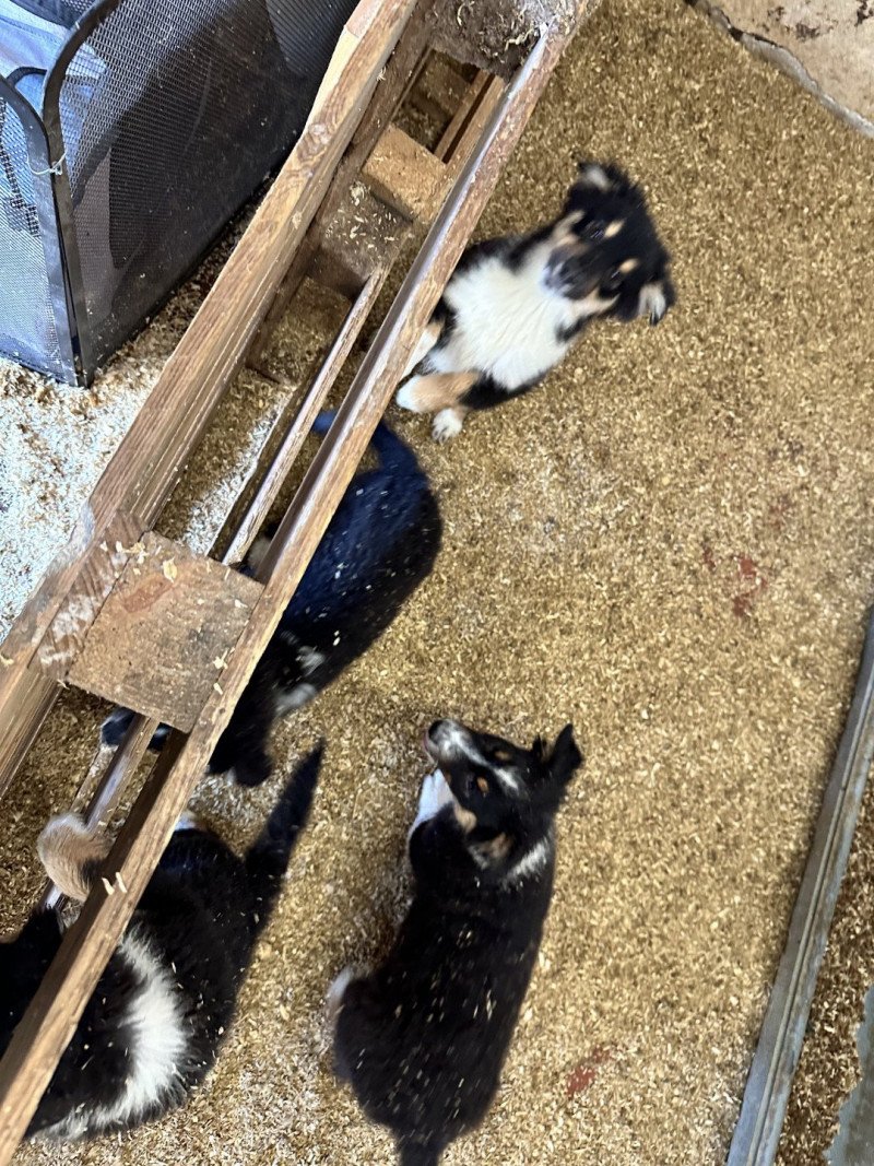 Uby LOF Mâle Berger australien