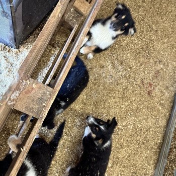 chiot Berger australien NOIR TRICOLORE Uby Berger australien des fauminards