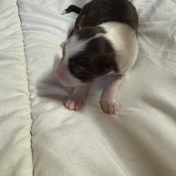 chiot Berger australien rouge tricolore chiot 8 Berger australien des fauminards