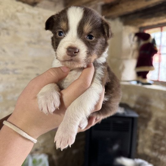 chiot Berger australien rouge tricolore chiot 8 Berger australien des fauminards