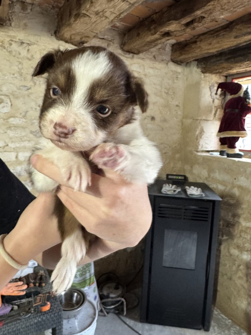 KASSY Femelle Berger australien