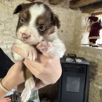 chiot Berger australien rouge tricolore chiot 8 Berger australien des fauminards