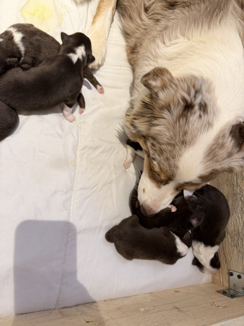 chiot 8 des fauminards Femelle Berger australien