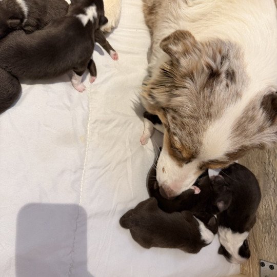chiot Berger australien rouge tricolore chiot 8 Berger australien des fauminards