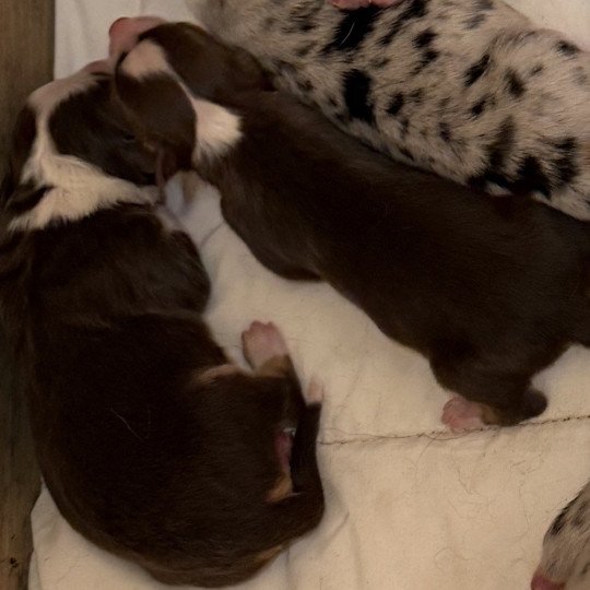 chiot Berger australien rouge tricolore chiot 8 Berger australien des fauminards