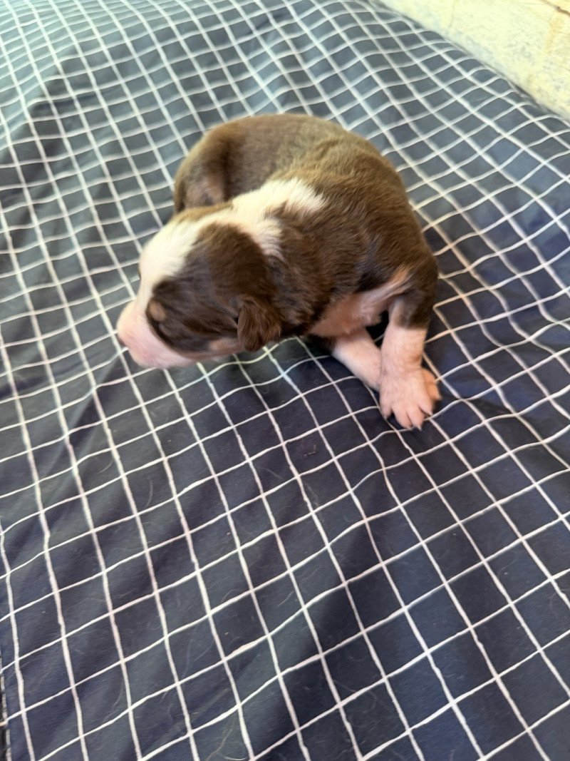 chiot 8 des fauminards Femelle Berger australien