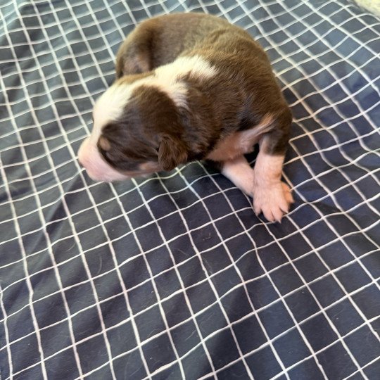 chiot 8 des fauminards Femelle Berger australien