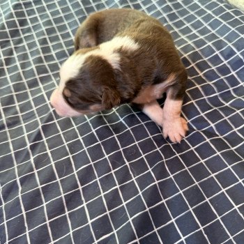 chiot Berger australien rouge tricolore chiot 8 Berger australien des fauminards chiot Berger australien rouge tricolore chiot 8 Berger australien des fauminards