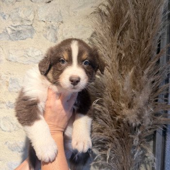 chiot Berger australien rouge tricolore chiot 8 Berger australien des fauminards