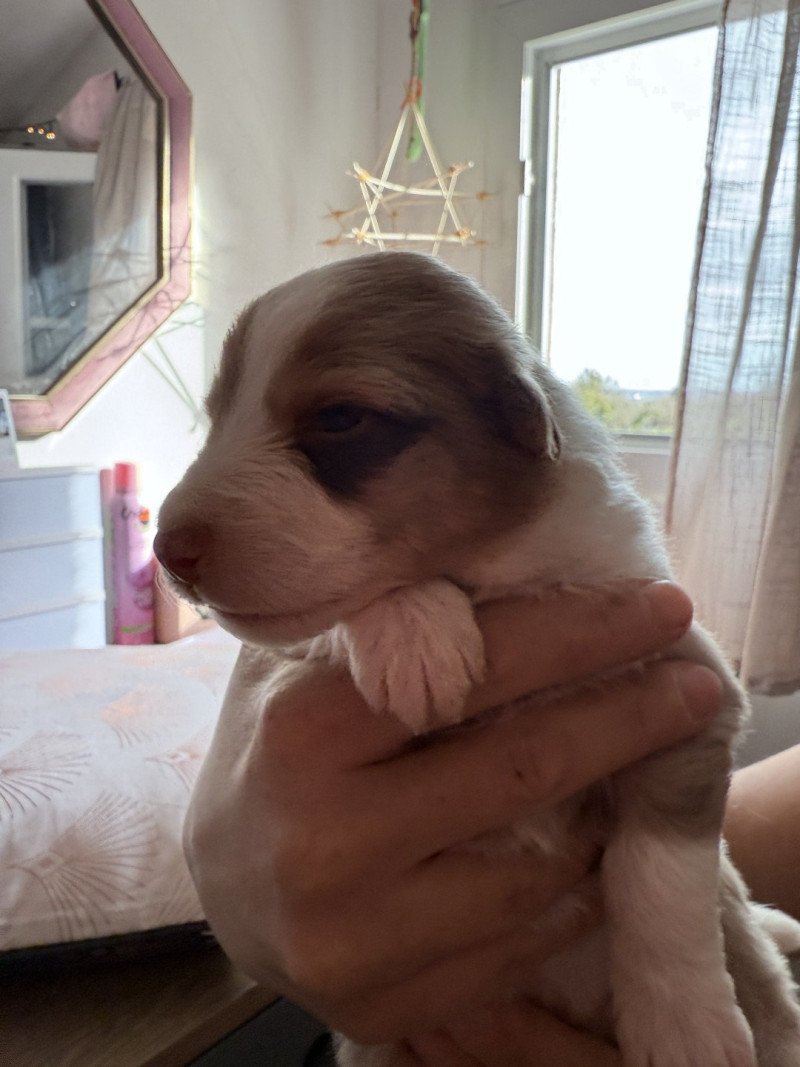 Chiot 8 des Fauminards Mâle Berger australien