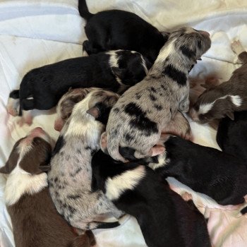 chiot Berger australien Noir tricolore Chiot 8 Berger australien des fauminards