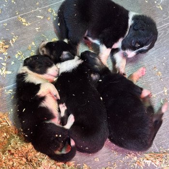 chiot Berger australien Noir tricolore Chiot 8 Berger australien des fauminards