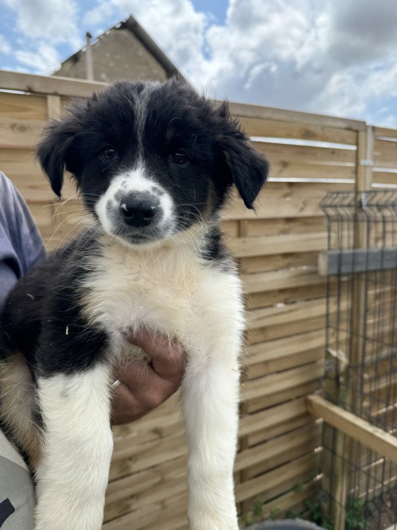 Vanille Femelle Berger australien