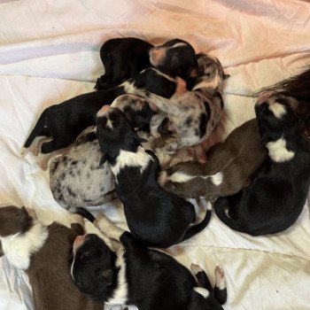 chiot Berger australien Rouge tricolore Chiot 9 Berger australien des fauminards