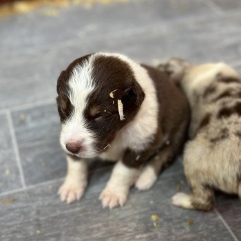 chiot Berger australien Rouge tricolore Chiot 9 Berger australien des fauminards