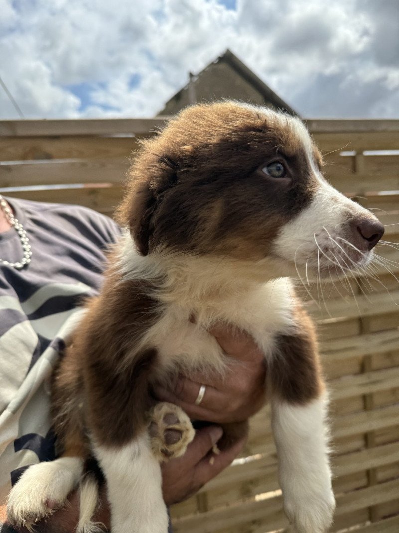 Vayant Mâle Berger australien