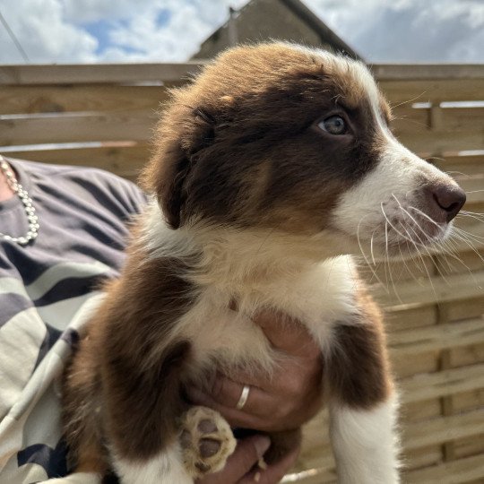 chiot Berger australien Rouge tricolore Chiot 9 Berger australien des fauminards